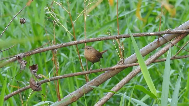 フユミソサザイ - ML648944836