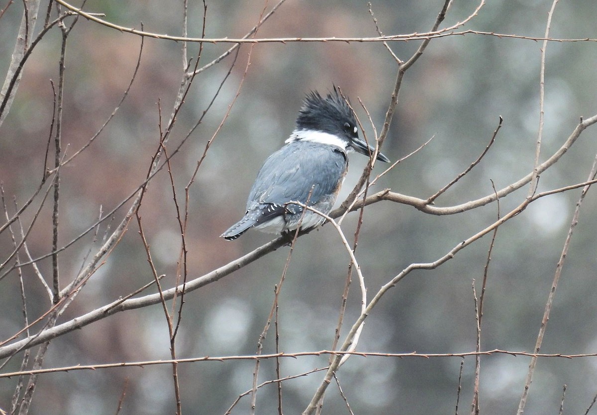 eBird Checklist - 9 Jan 2026 - Morris Frank Park - 40 species