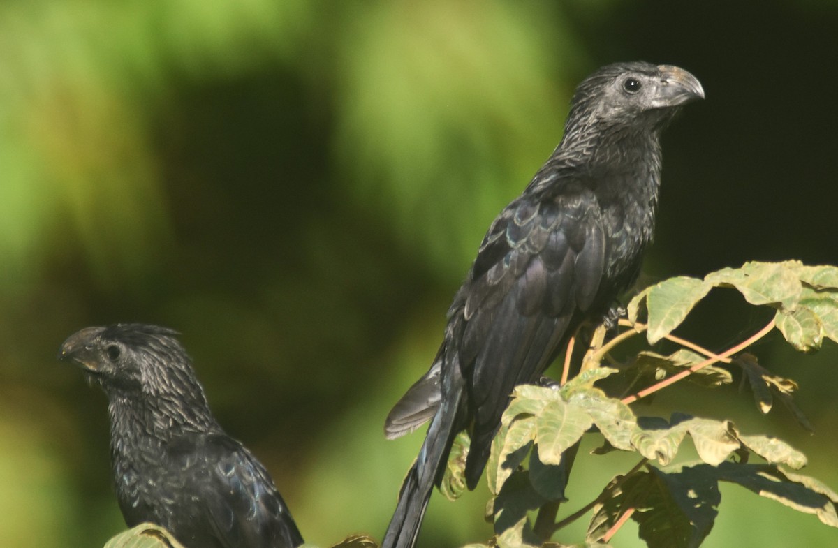 ani rýhozobá - ML648944957