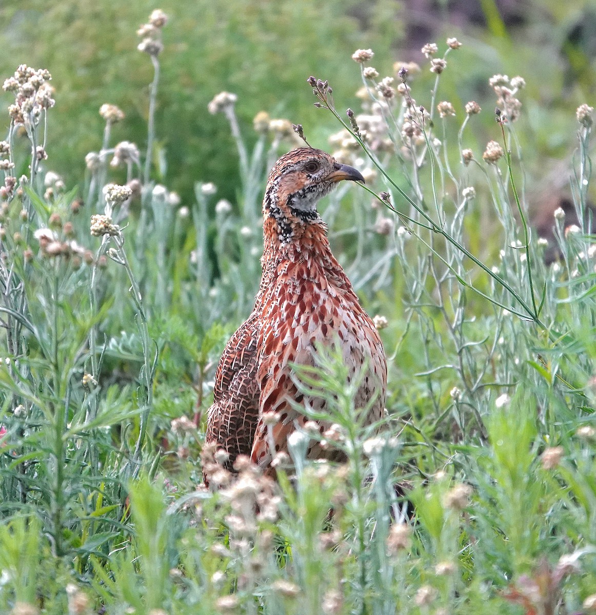 Orange River Francolin - ML648944980