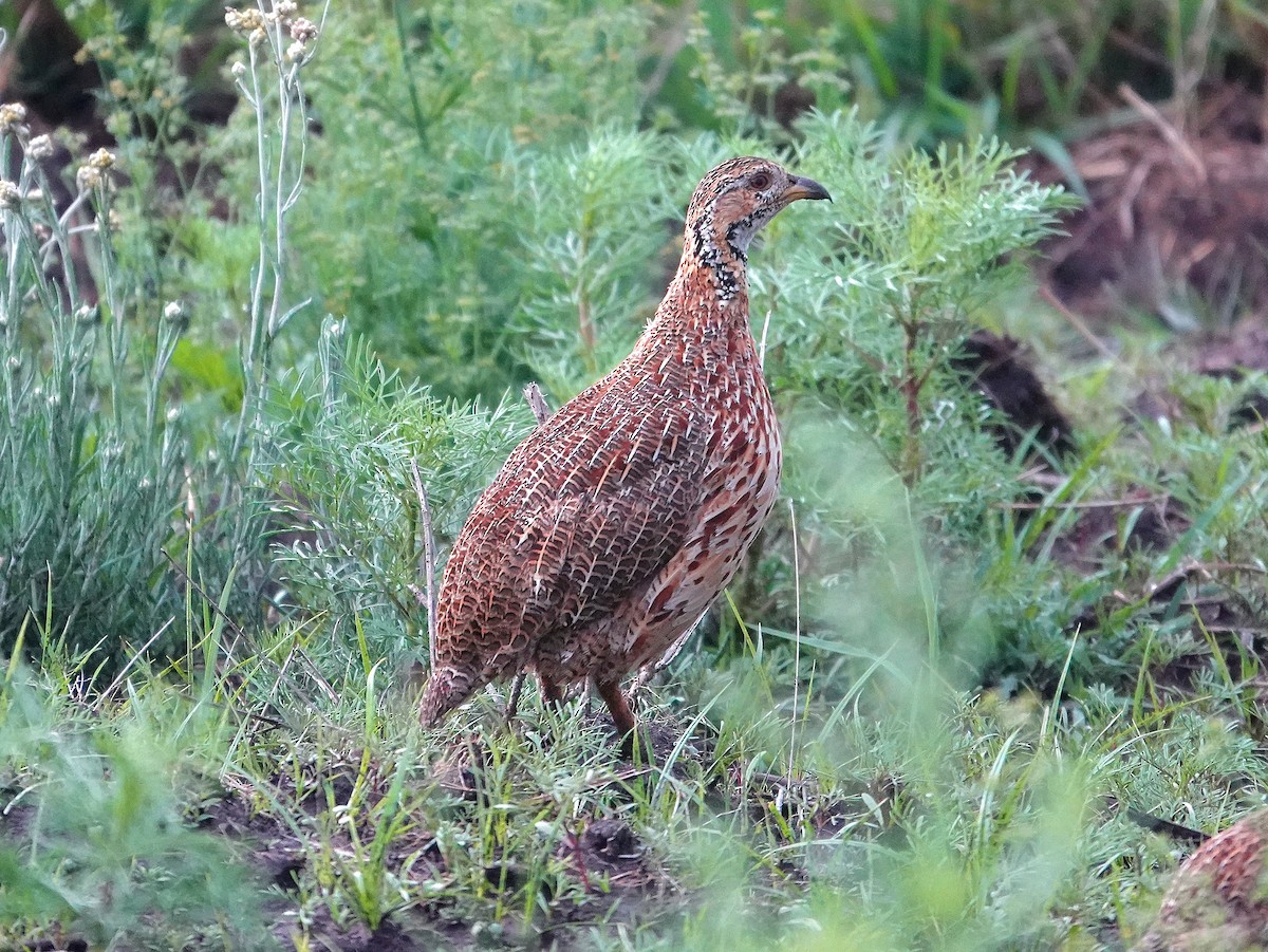 Orange River Francolin - ML648944981