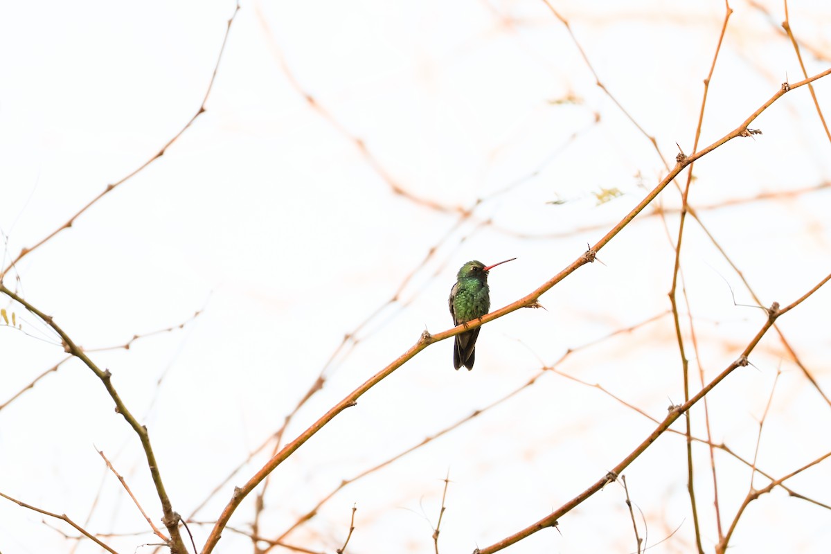 Broad-billed Hummingbird - ML648944982