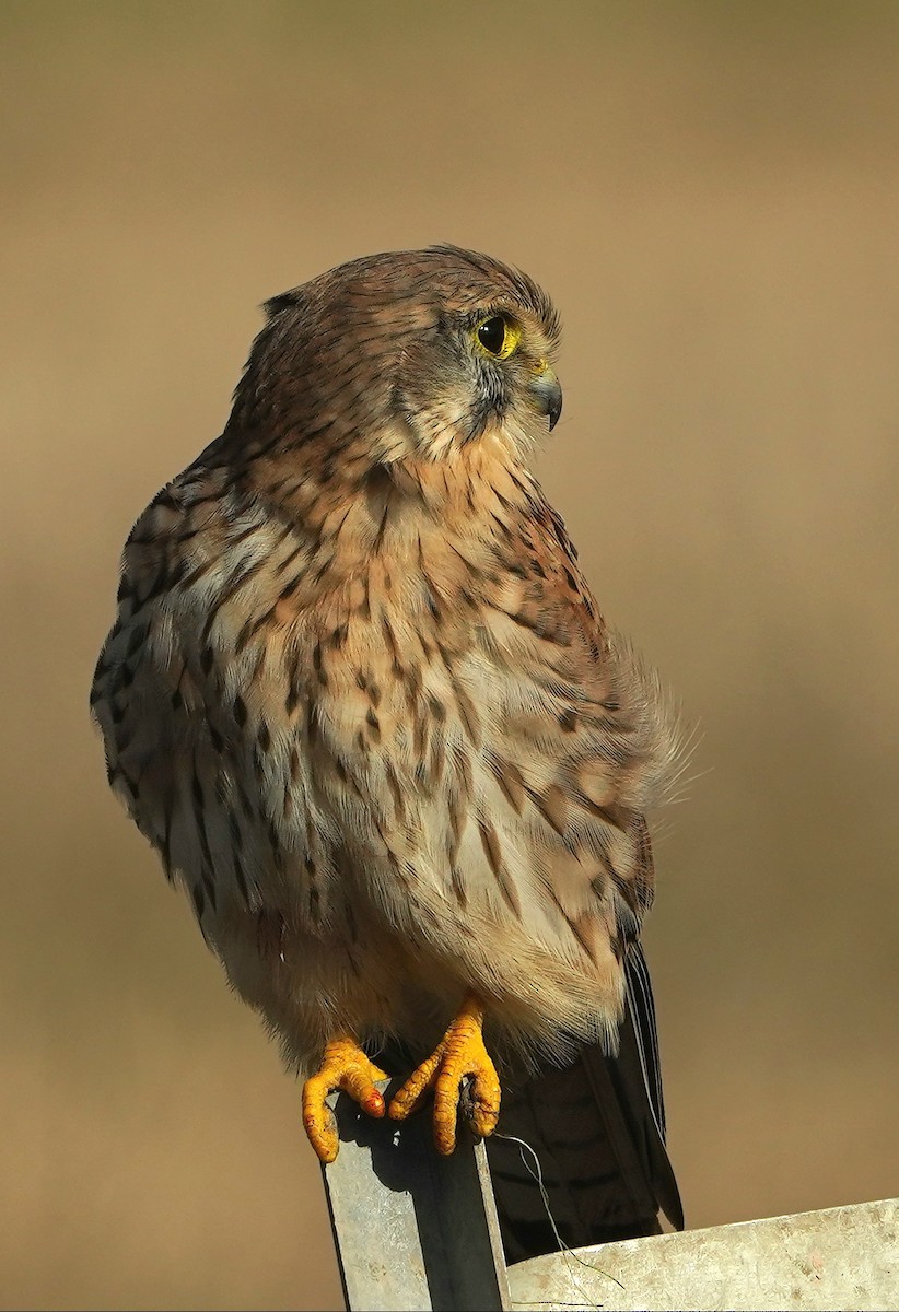 Eurasian Kestrel - ML648944984