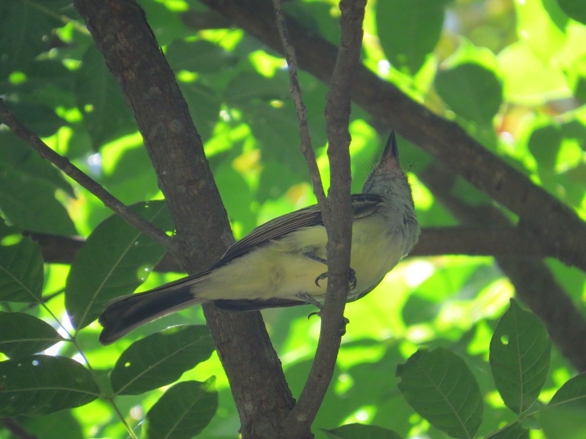 Gray-breasted Flycatcher - ML648944987