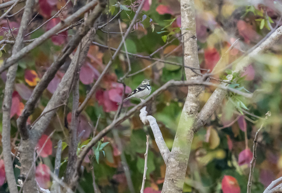 Forest Wagtail - ML648944989