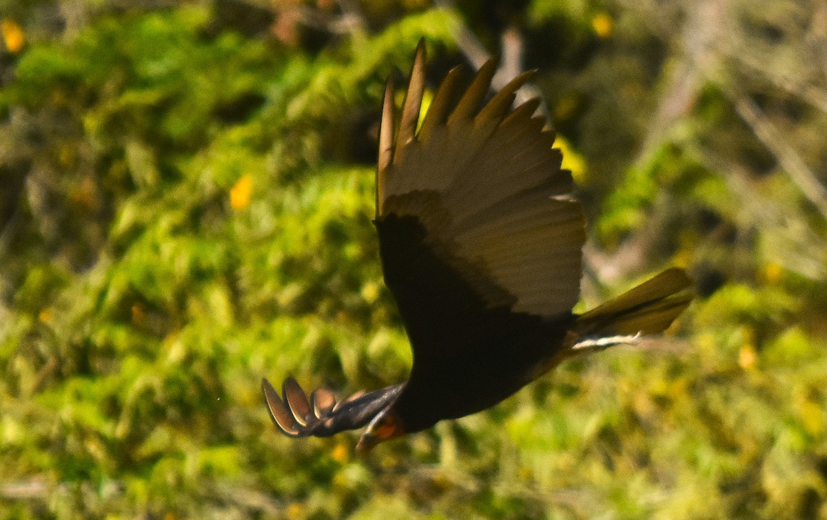 Lesser Yellow-headed Vulture - ML648944991