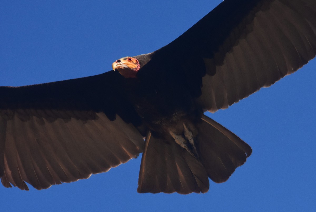 Lesser Yellow-headed Vulture - ML648944992