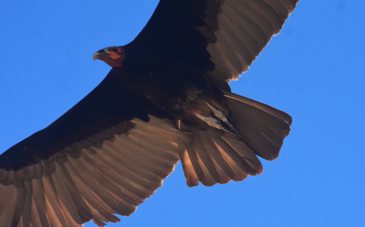 Lesser Yellow-headed Vulture - ML648944993