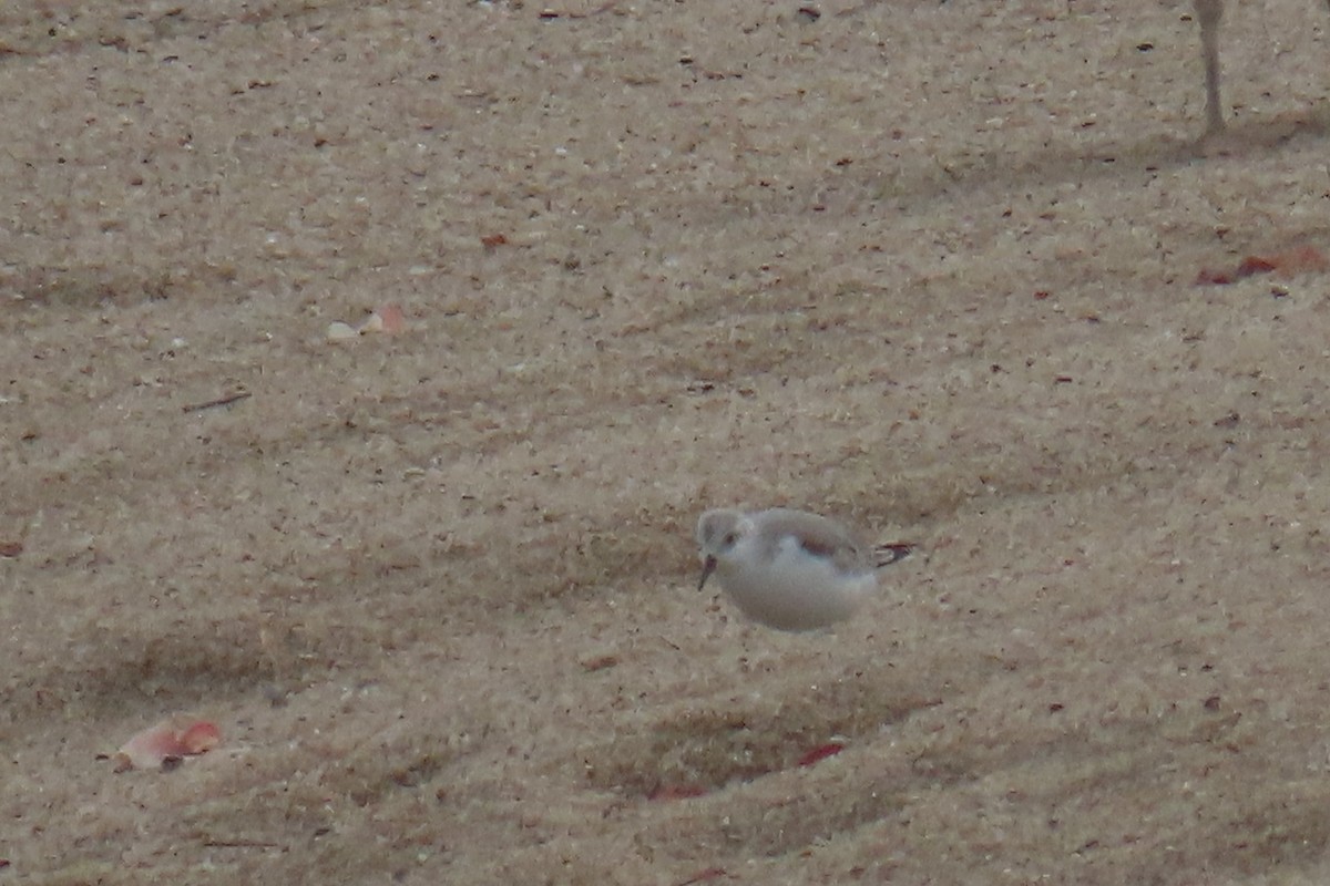 Sanderling - ML648944994