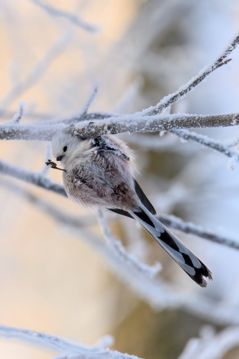 Long-tailed Tit - ML648944995
