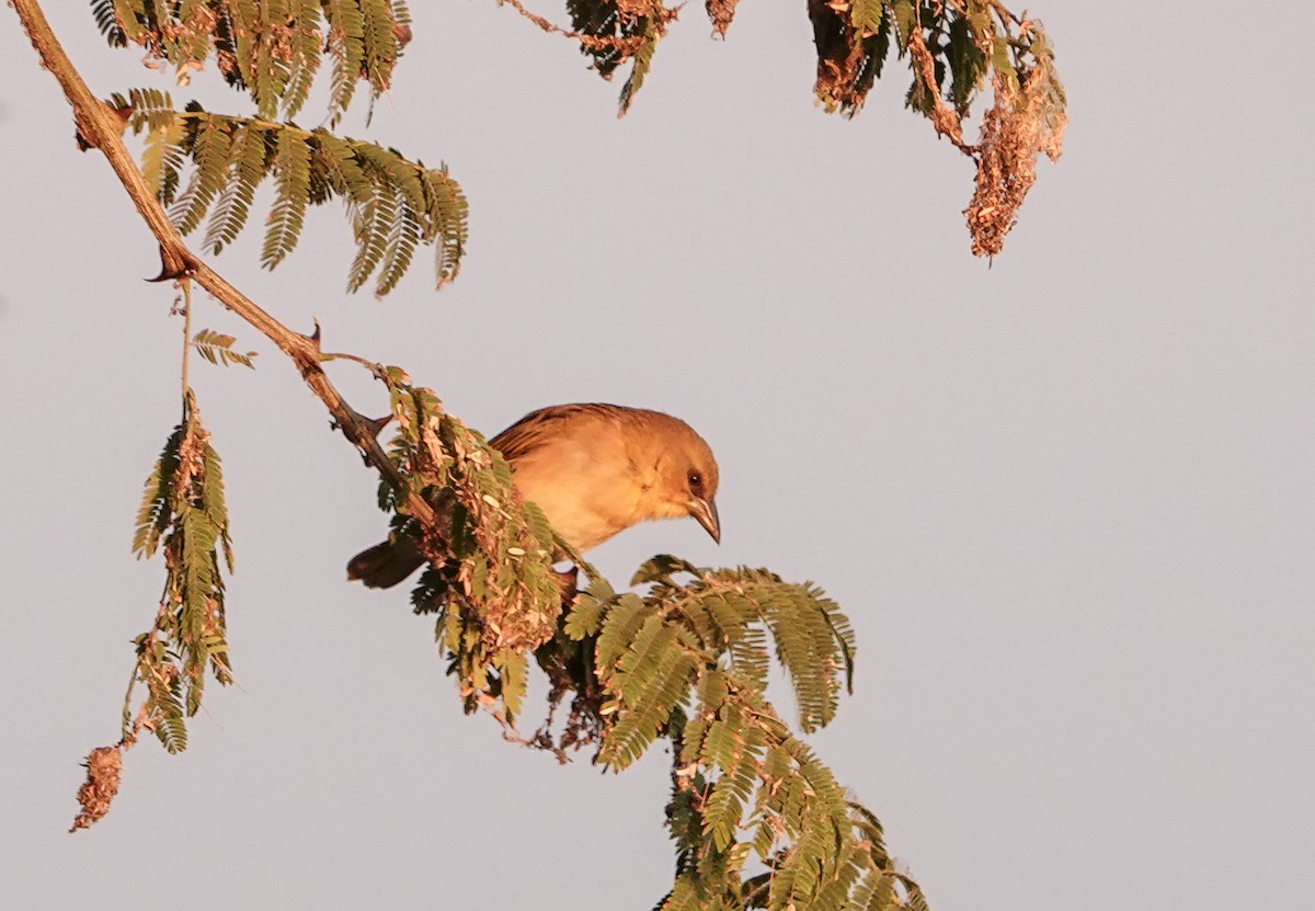 Southern Brown-throated Weaver - ML648944996
