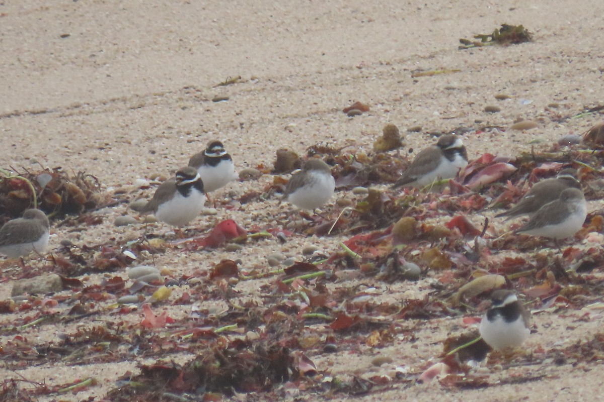 Common Ringed Plover - ML648944997
