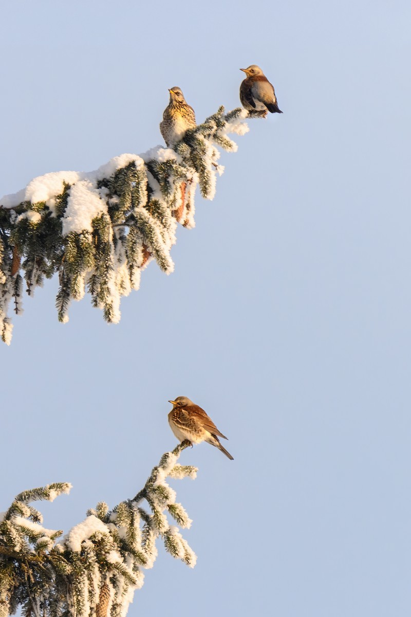 Fieldfare - ML648945000