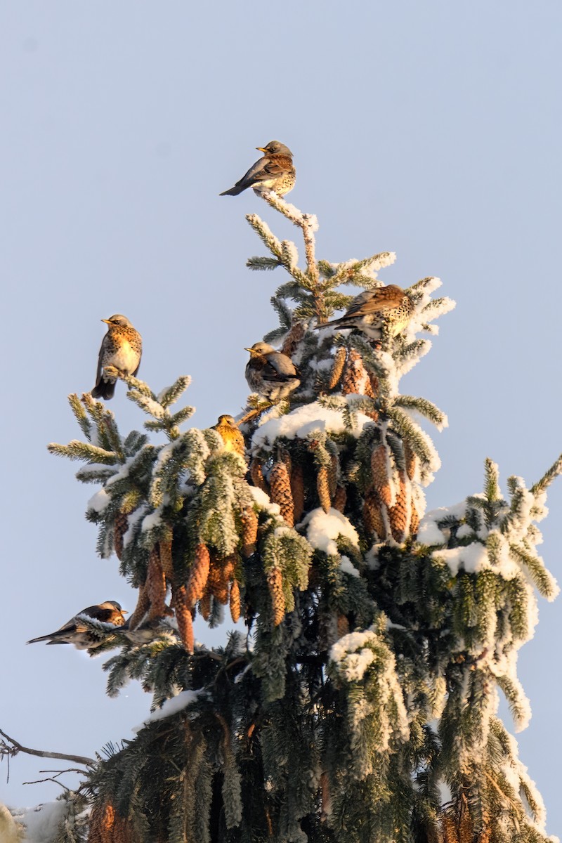 Fieldfare - ML648945001