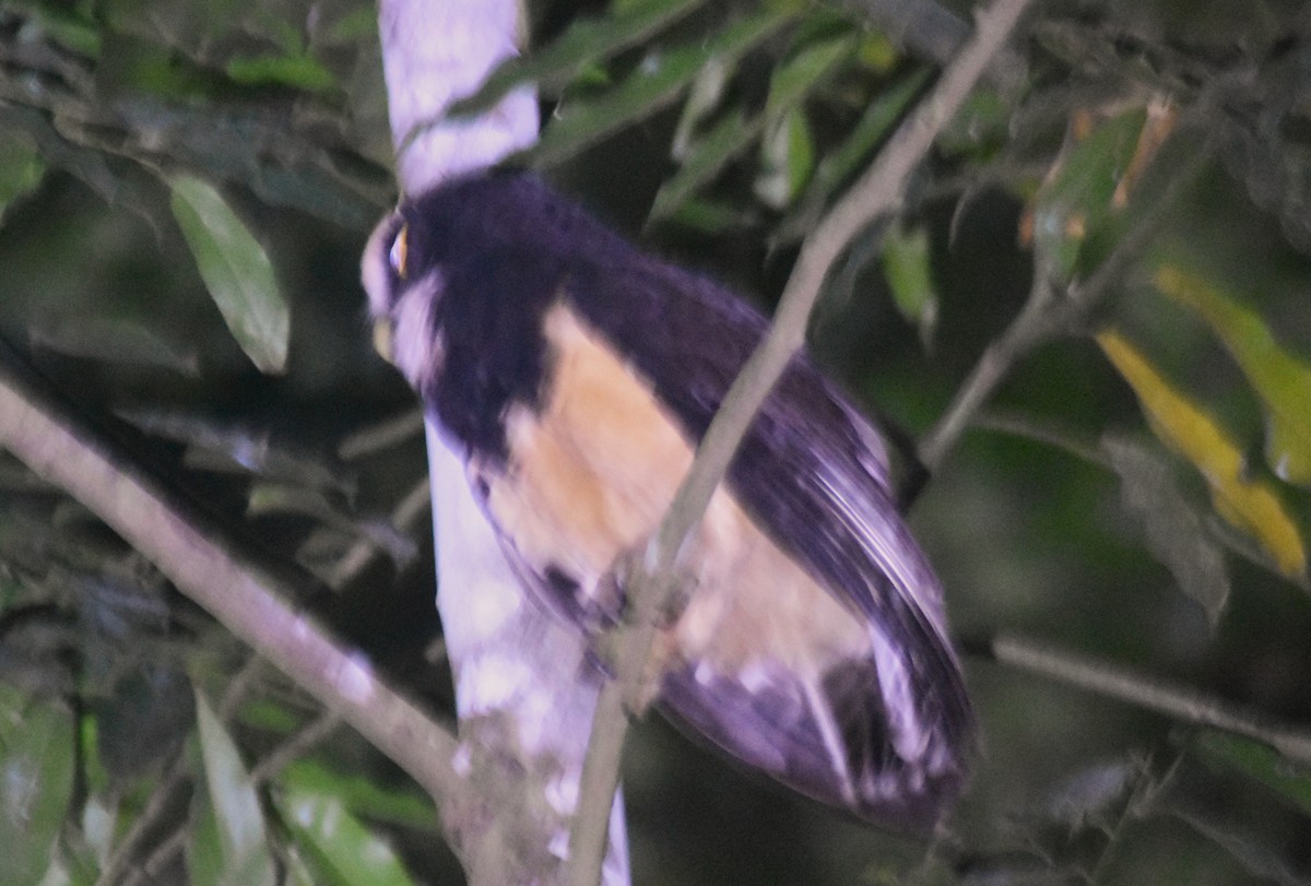 Spectacled Owl - ML648945002