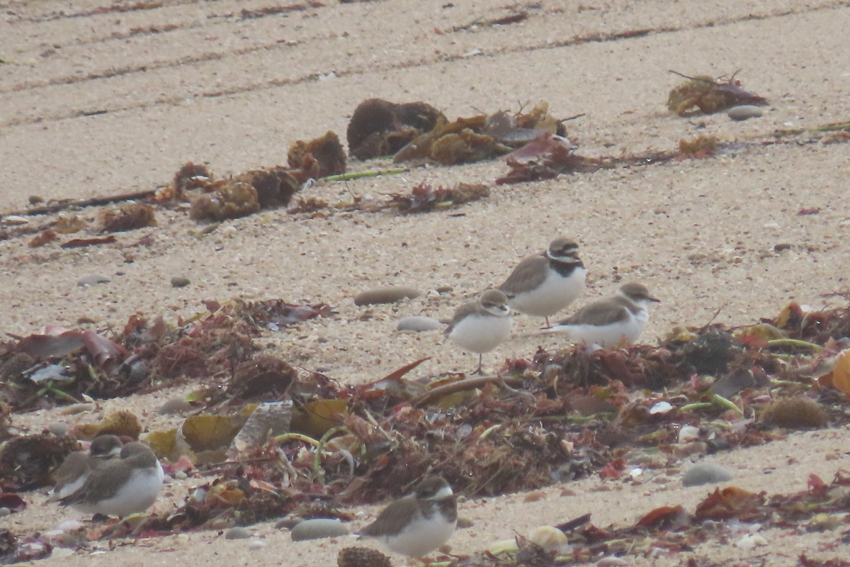 Kentish Plover - ML648945003