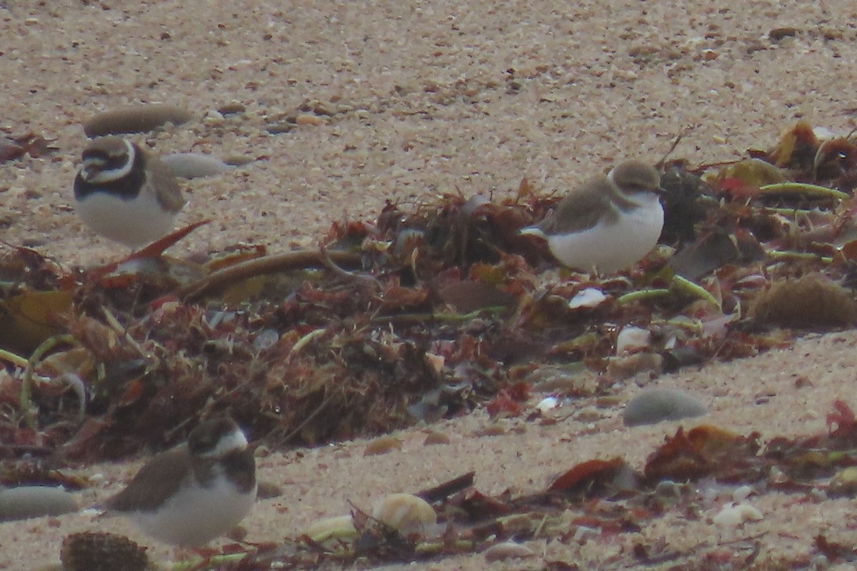 Kentish Plover - ML648945005