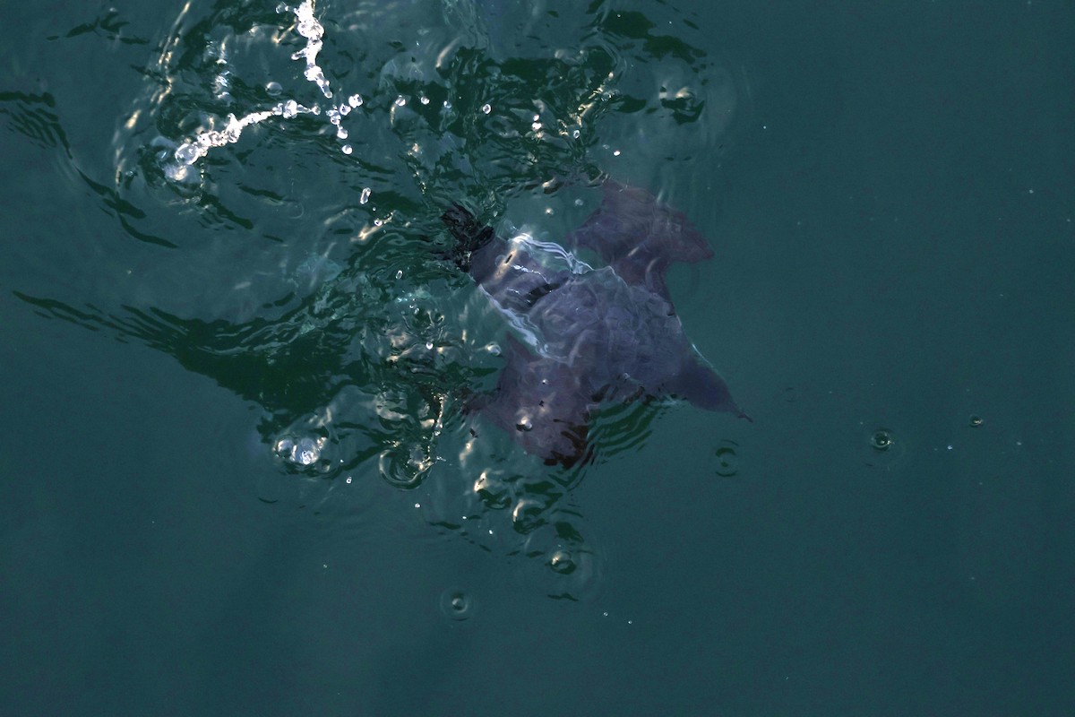 Ancient Murrelet - ML648945006