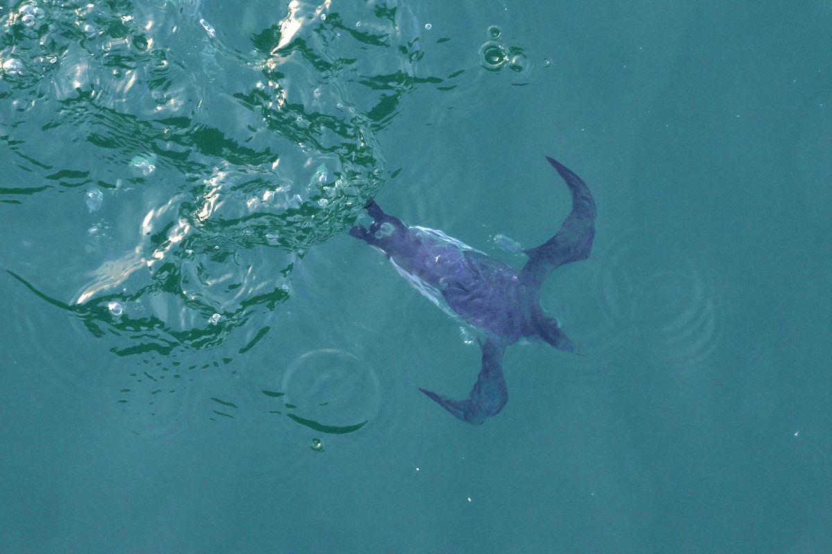 Ancient Murrelet - ML648945009