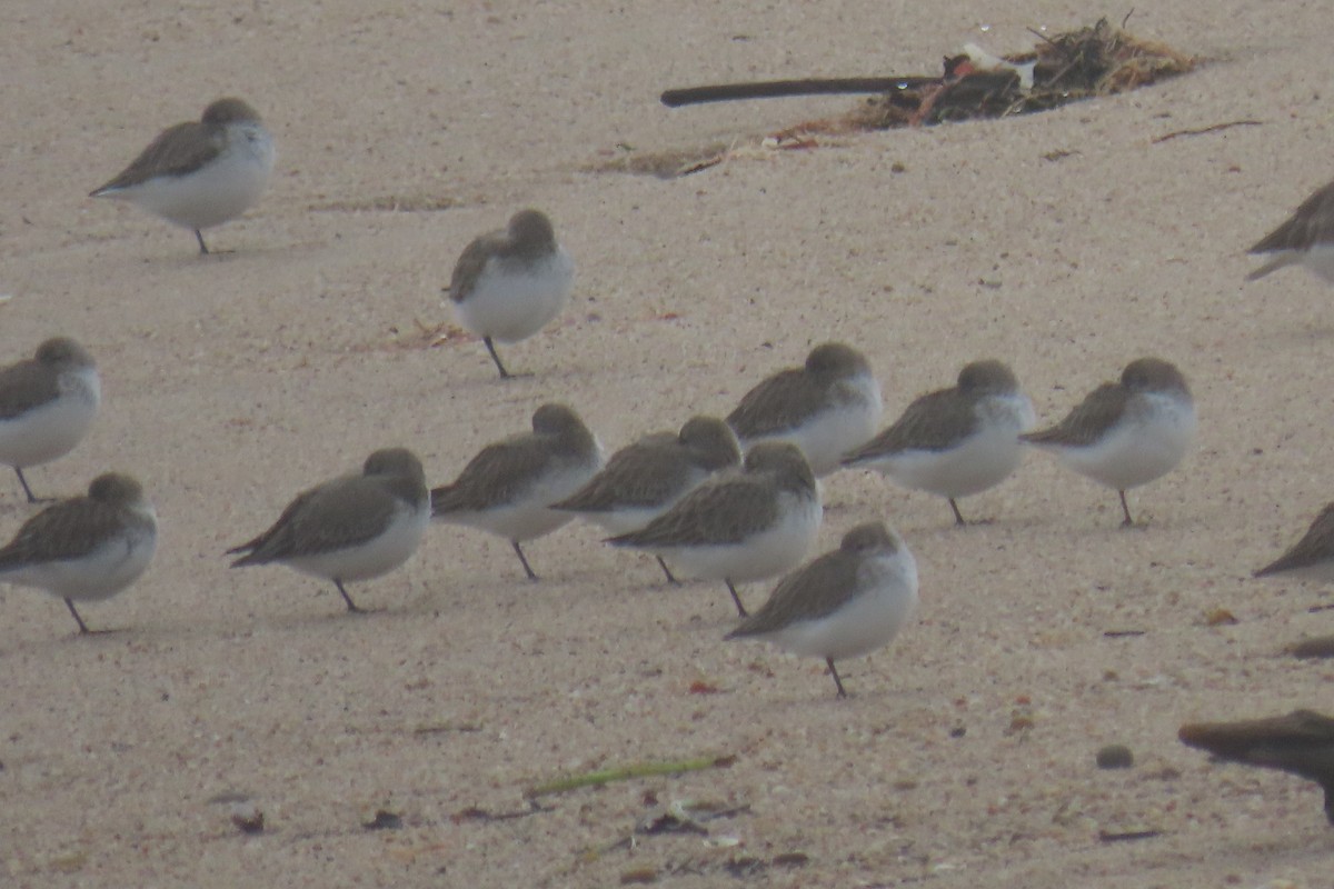 Dunlin - ML648945017