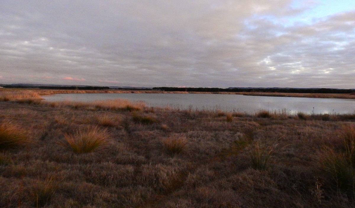 Great Bustard - ML648945029