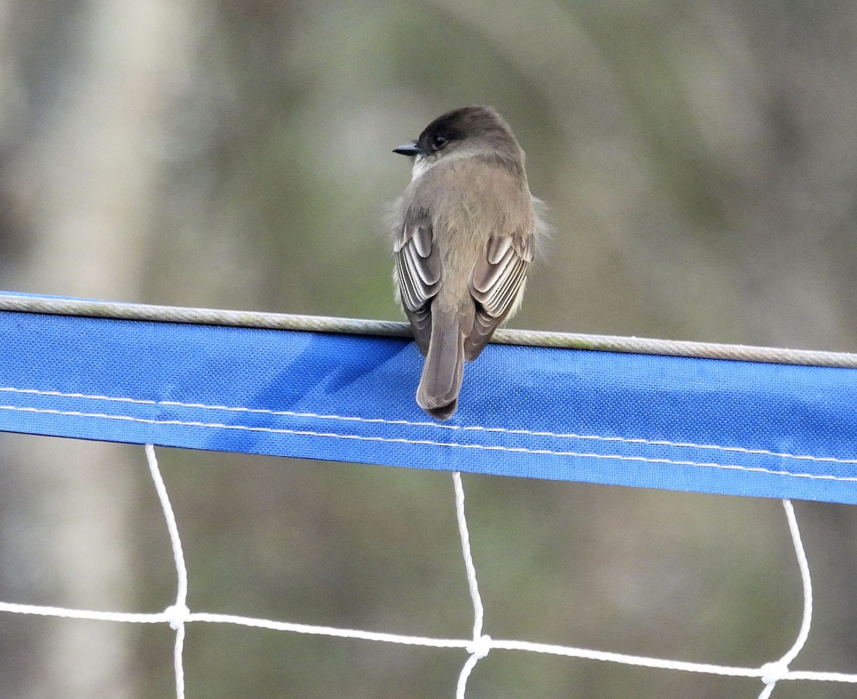 Eastern Phoebe - ML648945031