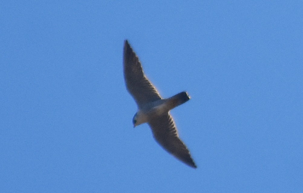 sokol stěhovavý - ML648945033