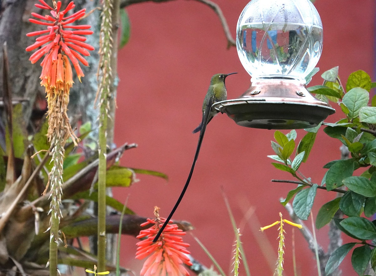 sylfa Viktoriina - ML648945048