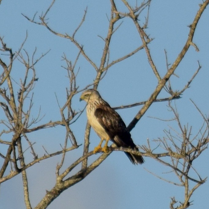 Busardo Aliancho - ML648945165