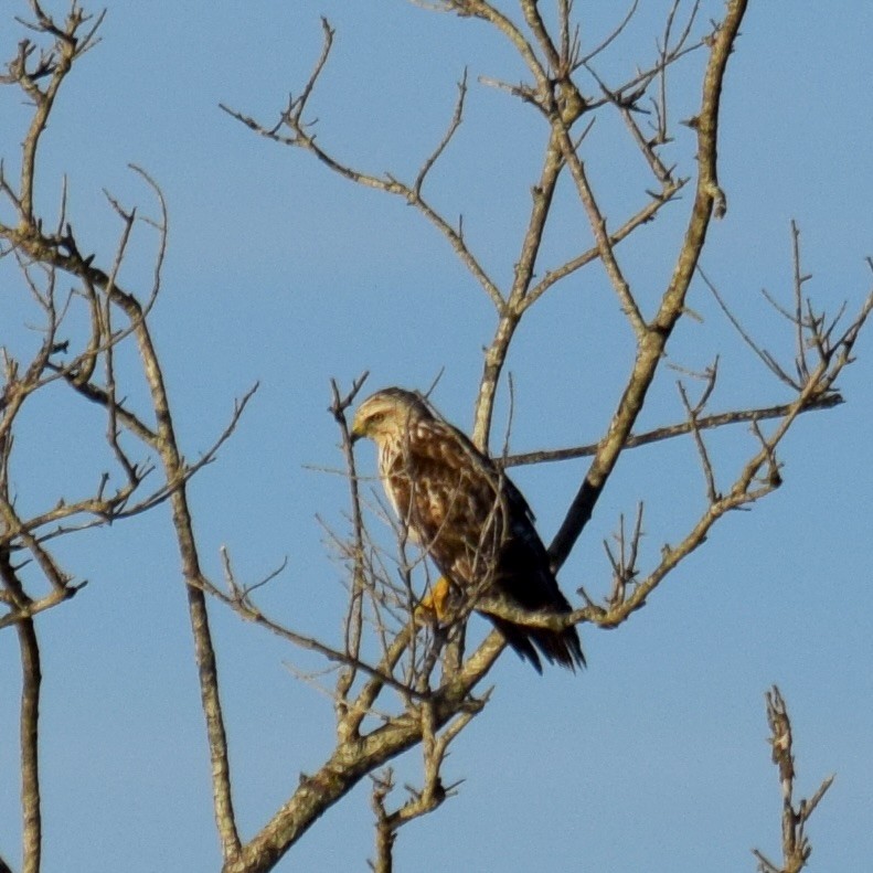 Busardo Aliancho - ML648945166