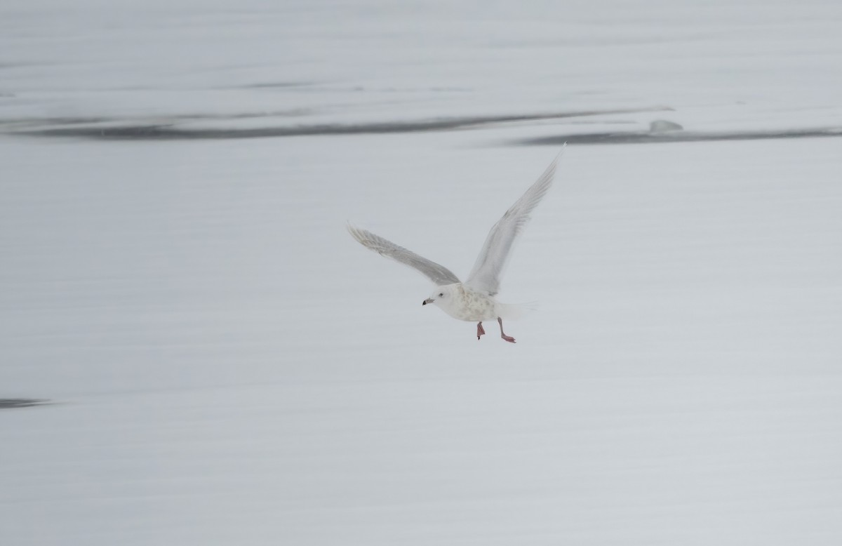 Glaucous Gull - ML648945561