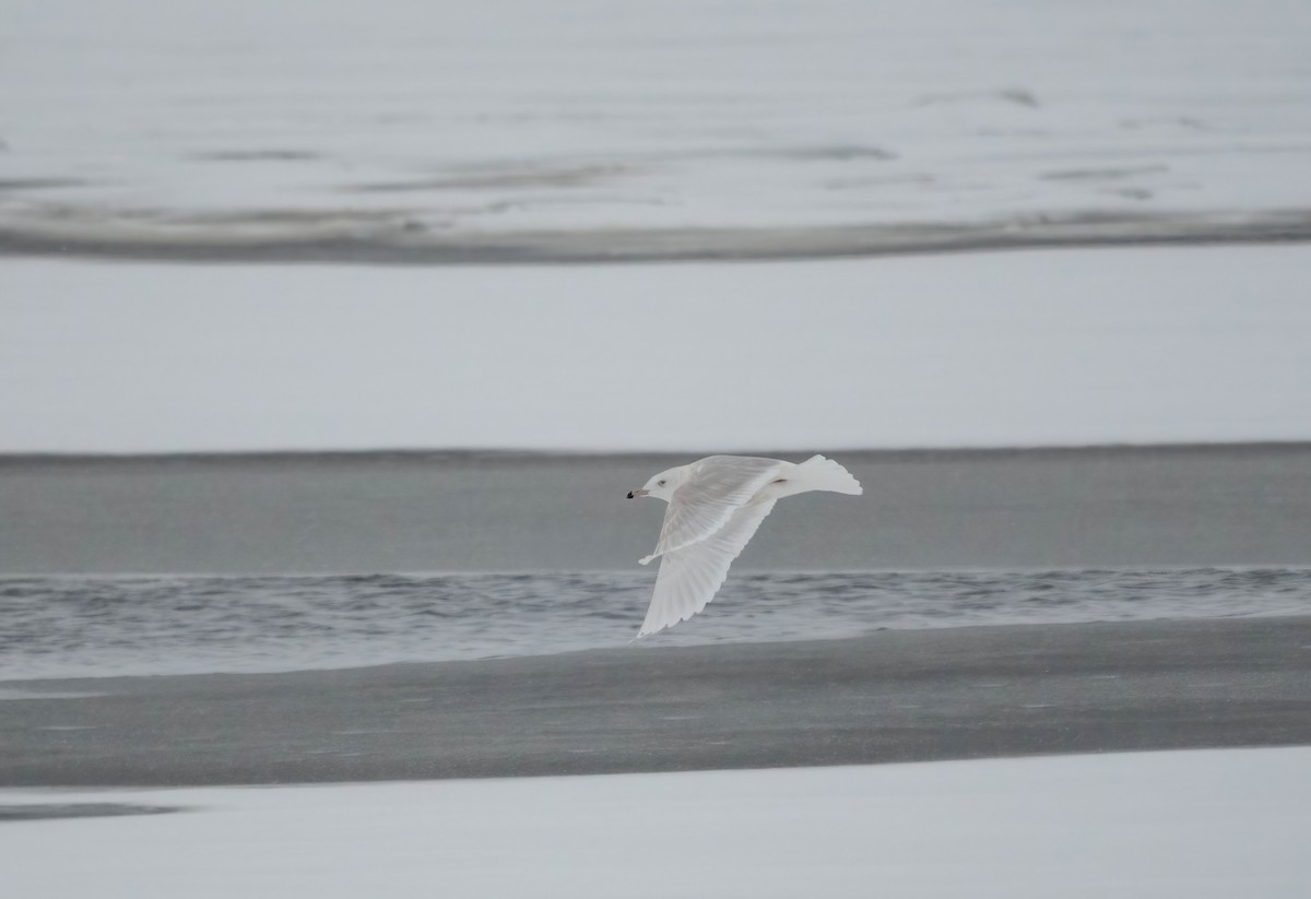 Glaucous Gull - ML648945602
