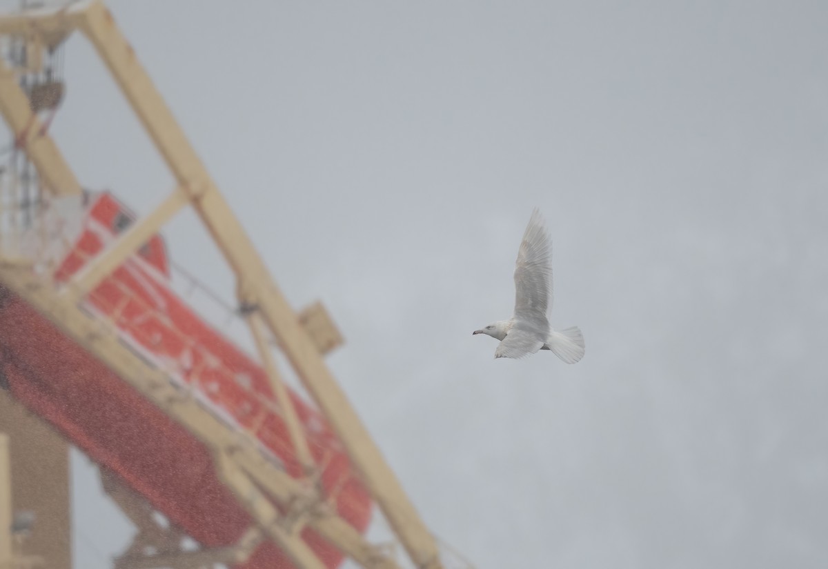 Glaucous Gull - ML648945646