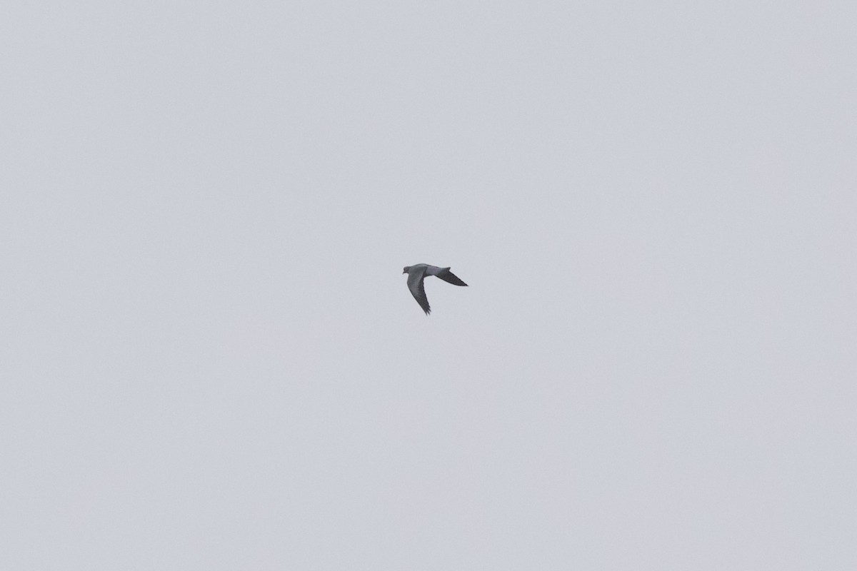 Голуб-синяк - ML648945682