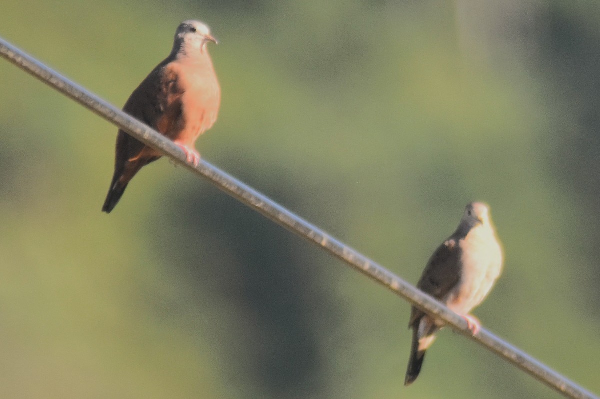 holoubek skořicový - ML648945709