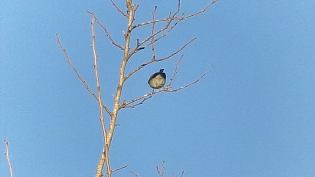 Pine Warbler - ML648945890