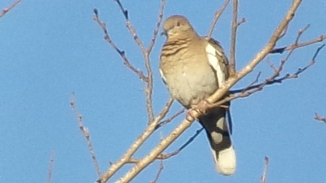 White-winged Dove - ML648945910