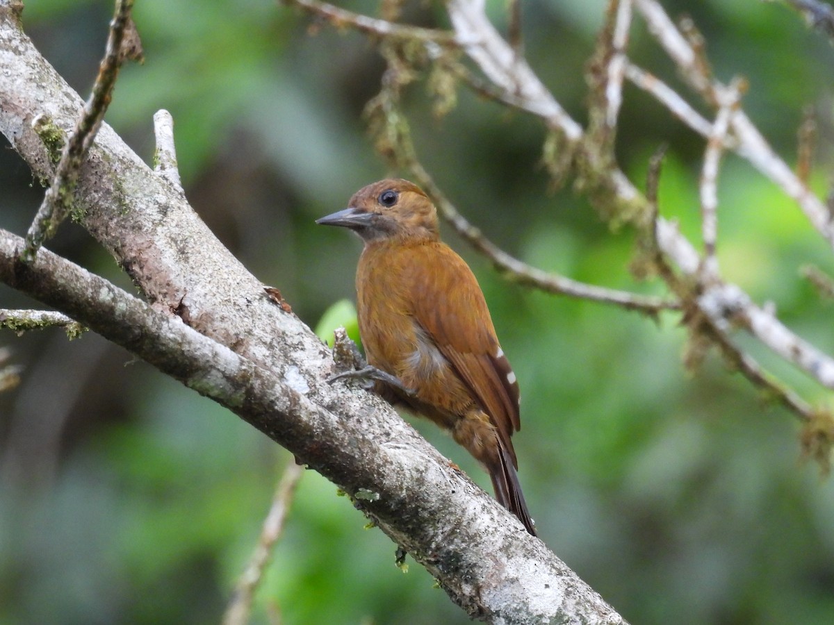 skrakapoud nahnědlý - ML648945946