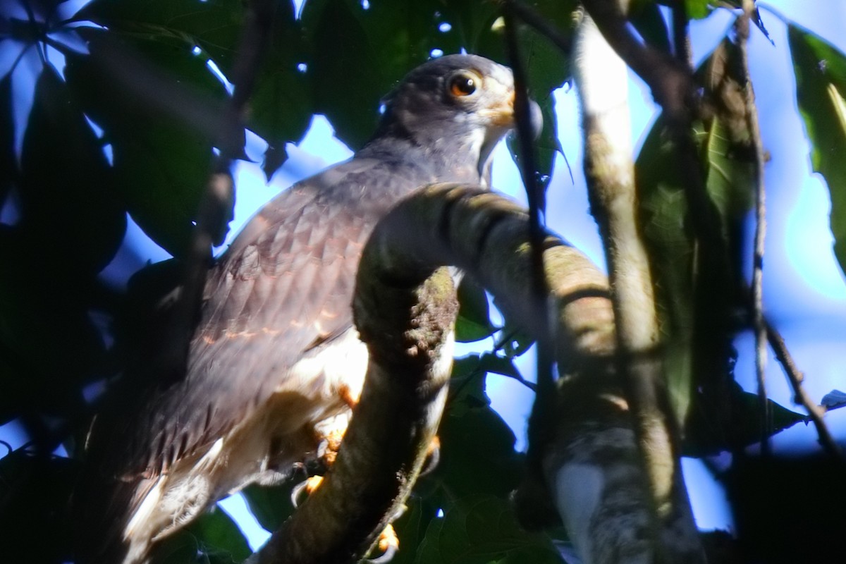 leptodon šedohlavý - ML648945961