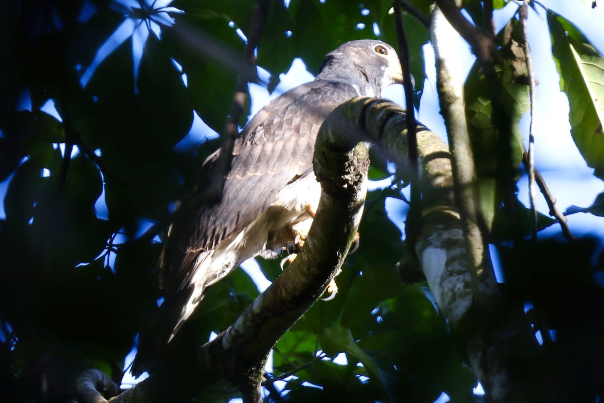 leptodon šedohlavý - ML648945962