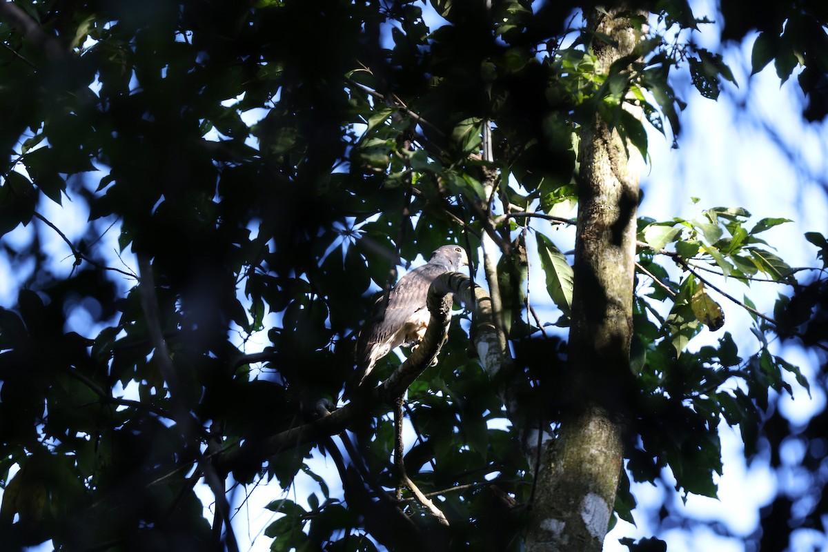 leptodon šedohlavý - ML648945963