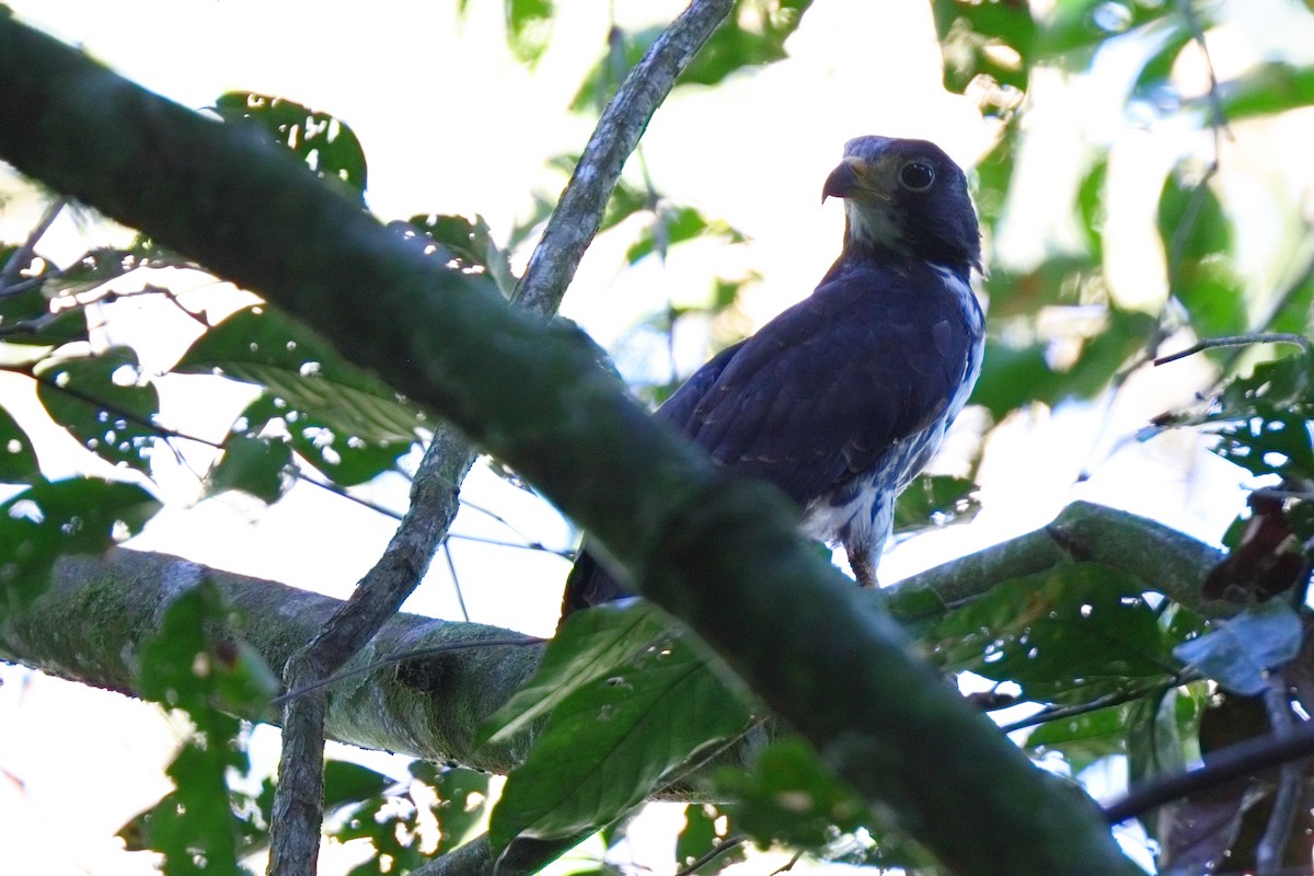 leptodon šedohlavý - ML648945964