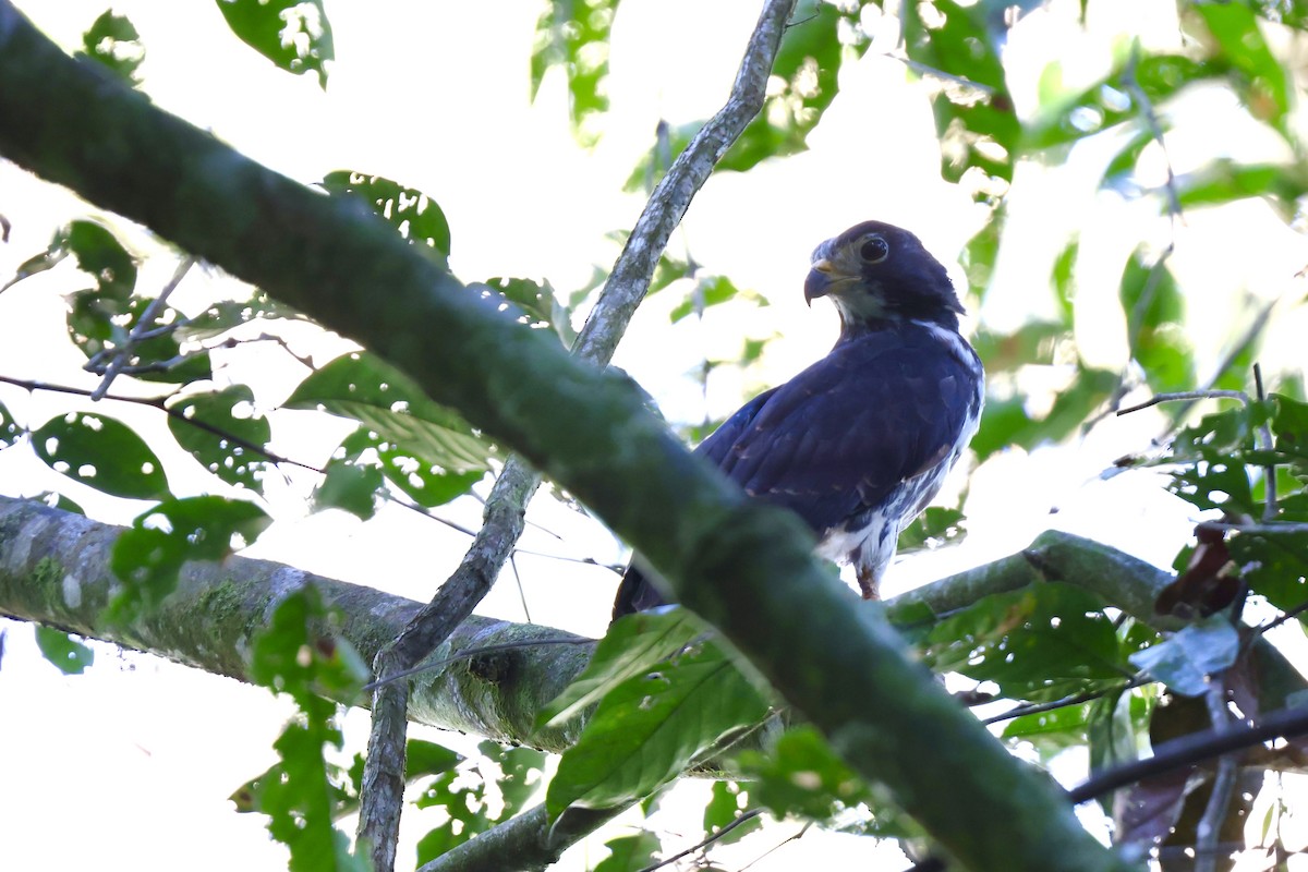 leptodon šedohlavý - ML648945965