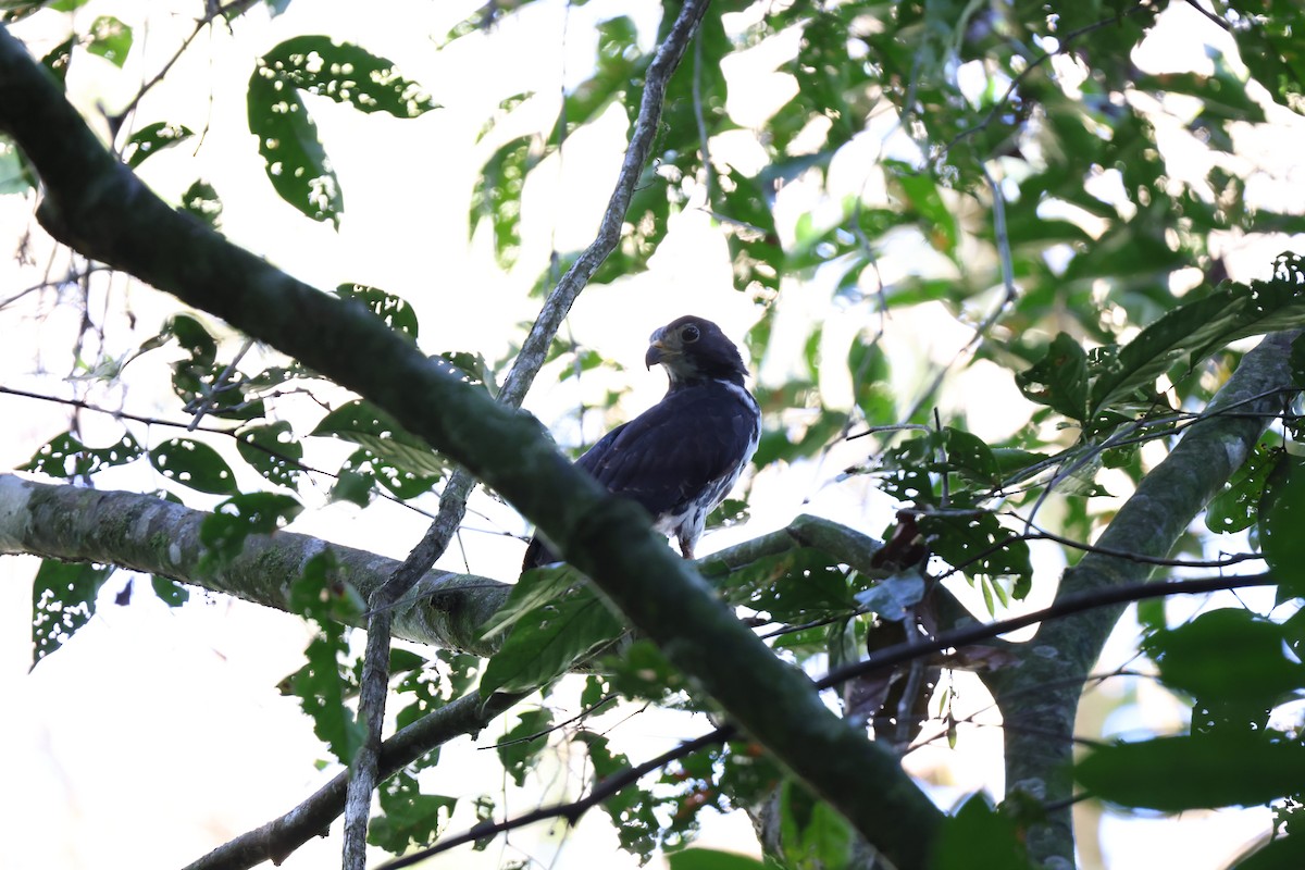 leptodon šedohlavý - ML648945966