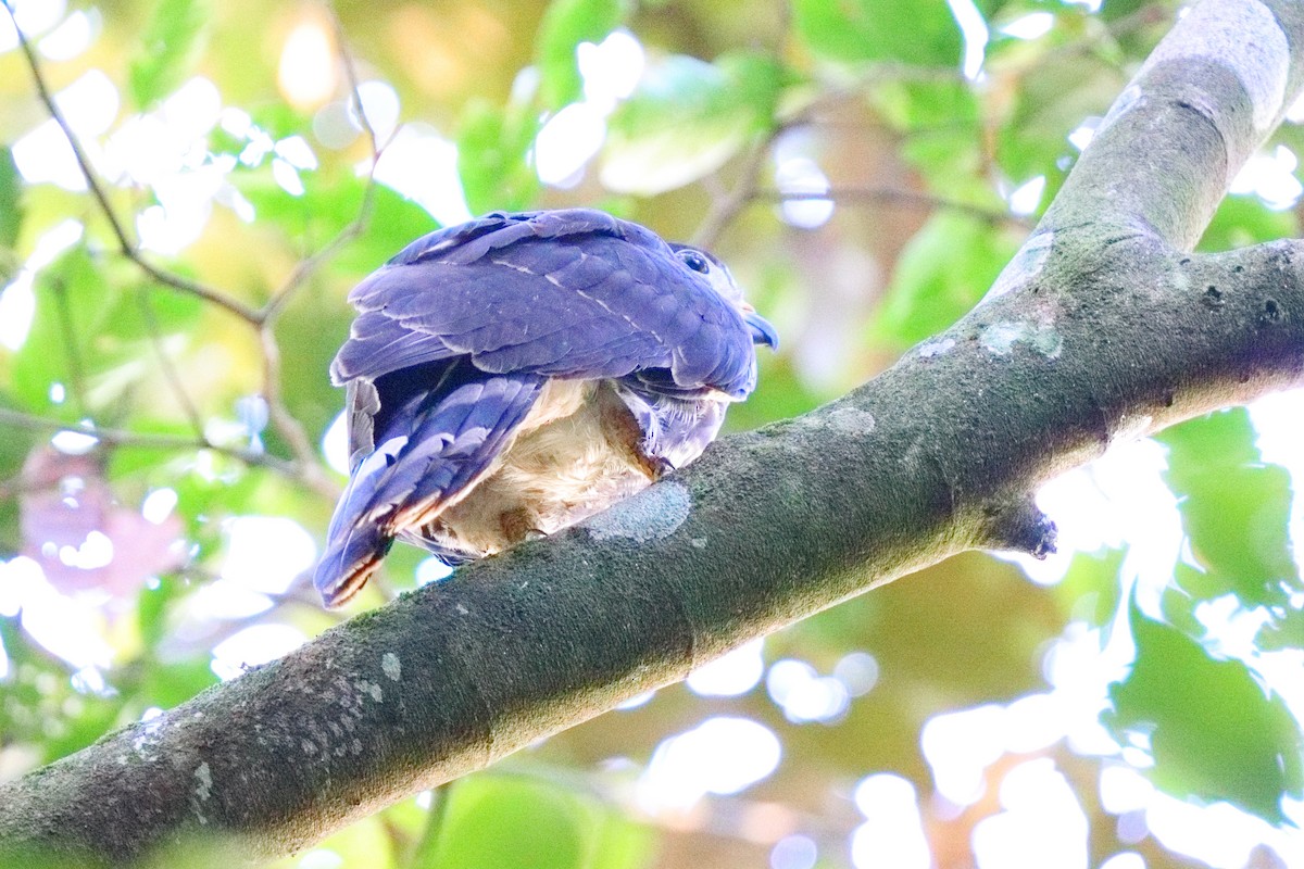 leptodon šedohlavý - ML648945967