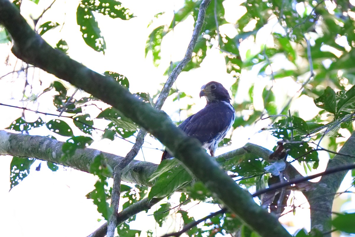 leptodon šedohlavý - ML648945968