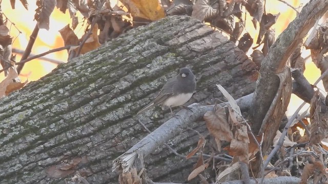 Dark-eyed Junco - ML648946000