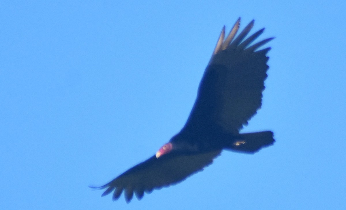 kondor krocanovitý - ML648946001