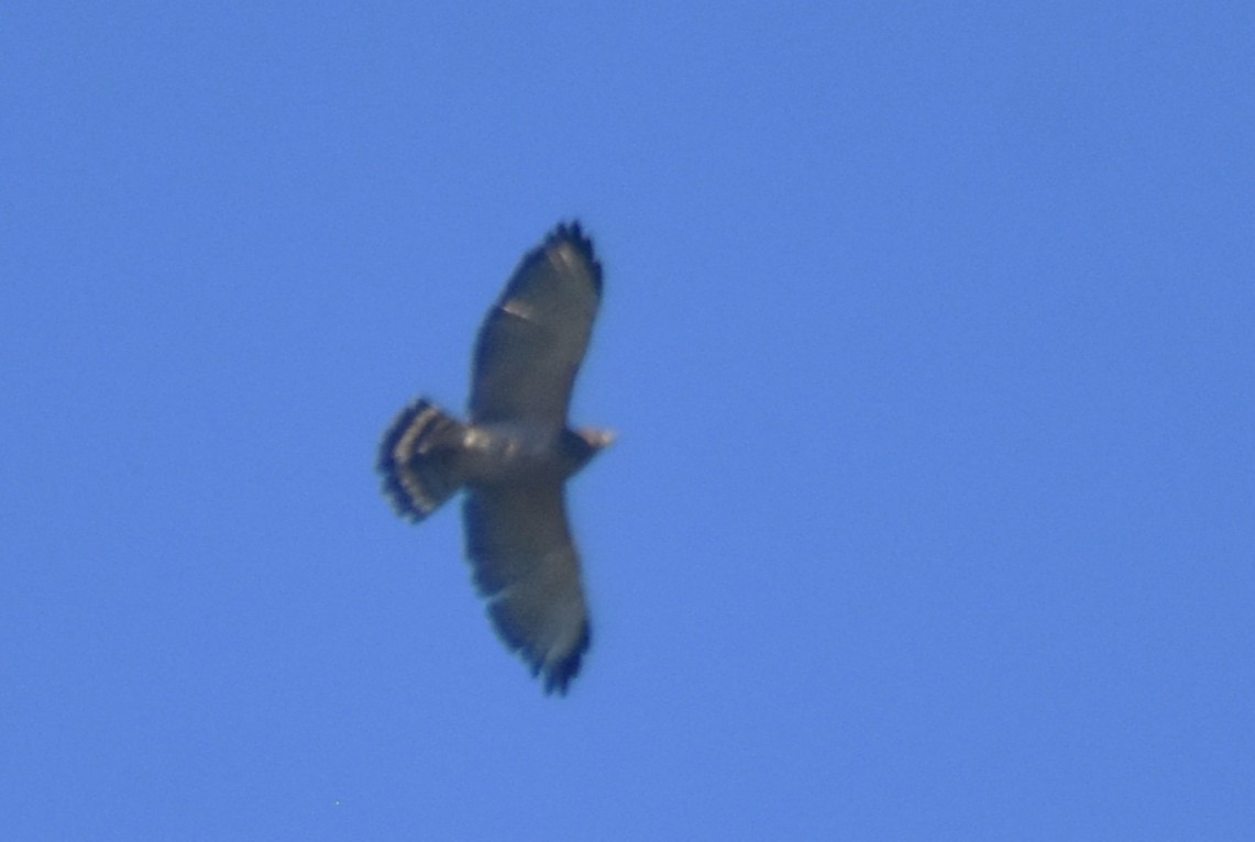 káně širokokřídlá - ML648946011