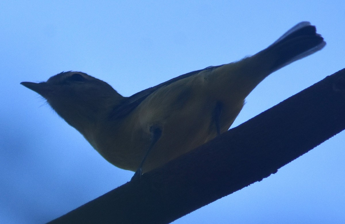 zelenáček kanadský - ML648946097